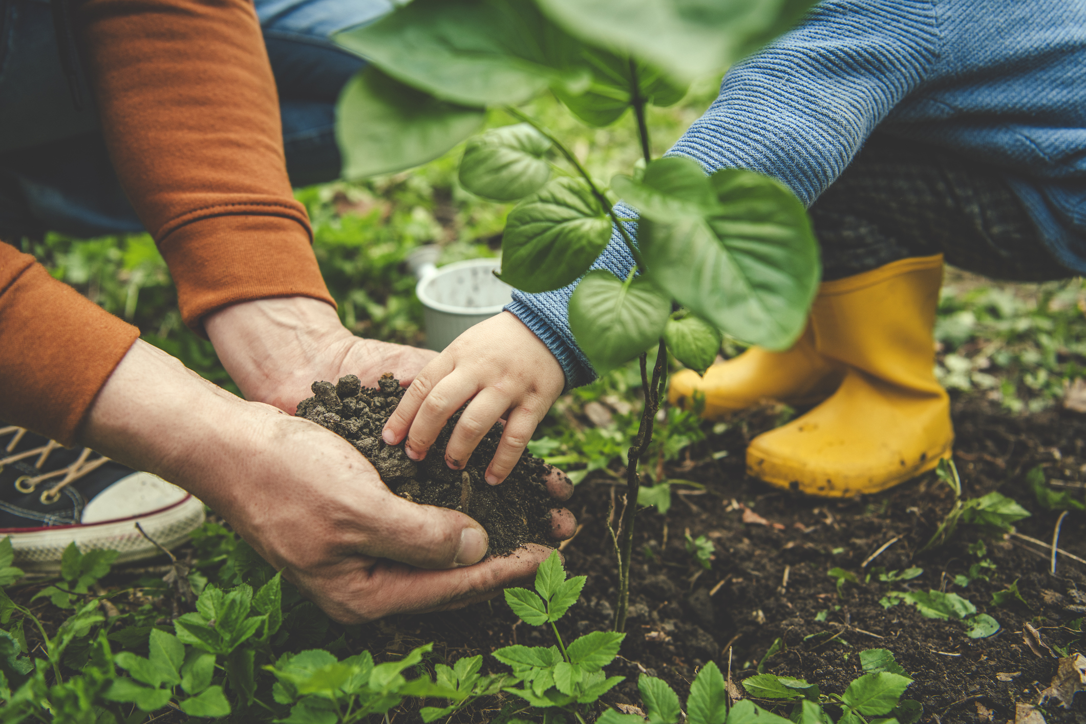 Little child and their father gardening in spring